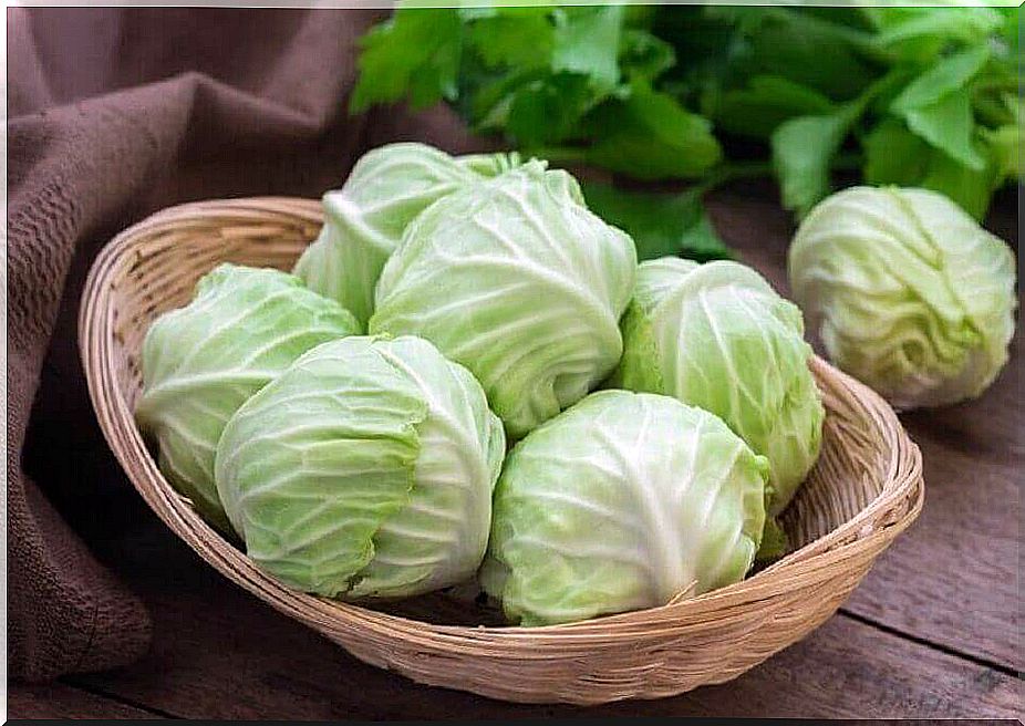 Cruciferous Vegetables - Cabbage