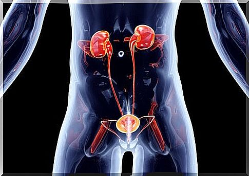 5 Natural Remedies That May Help Treat Urinary Tract Infections