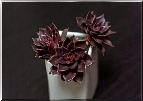 Black Plants: 7 Natural Beauties