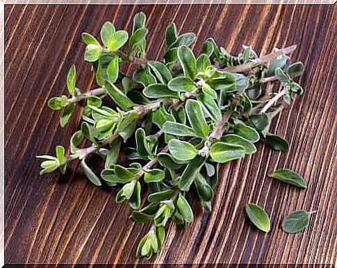 Discover the medicinal plant marjoram