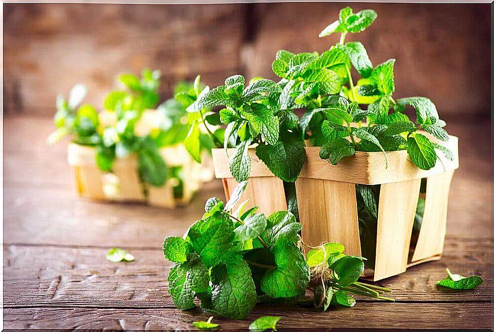 Mint in aromatherapy