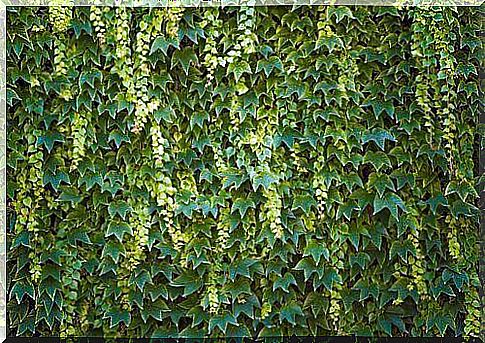 What is Hedera helix?