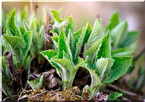 Sage used to treat aphthae